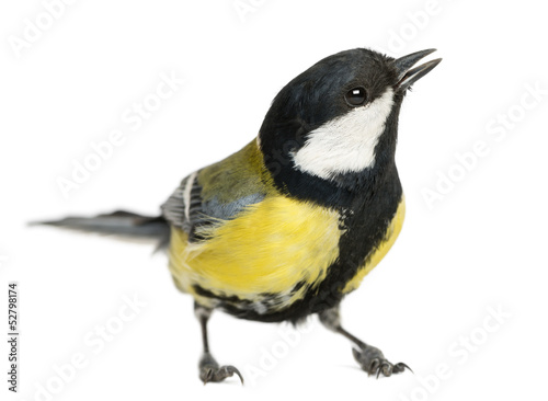 Male great tit tweeting, Parus major, isolated on white © Eric Isselée