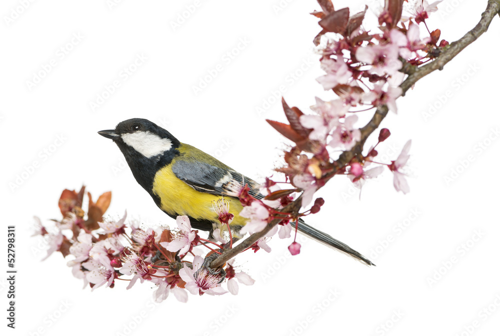 Male great tit on a flowering branch, looking up, Parus major