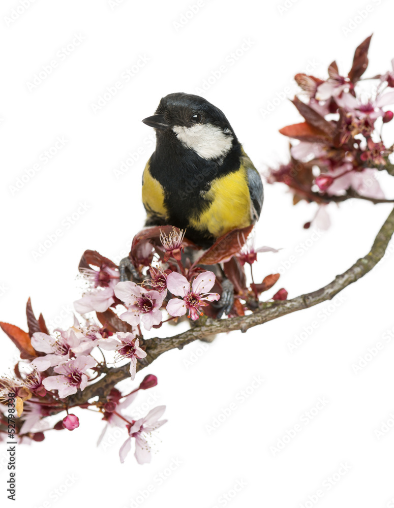 Fototapeta premium Male great tit perched on a flowering branch, Parus major