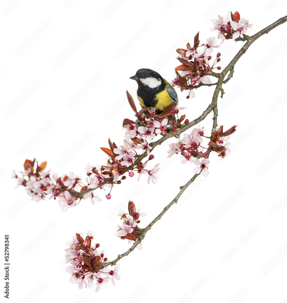 Fototapeta premium Male great tit perched on a flowering branch, Parus major