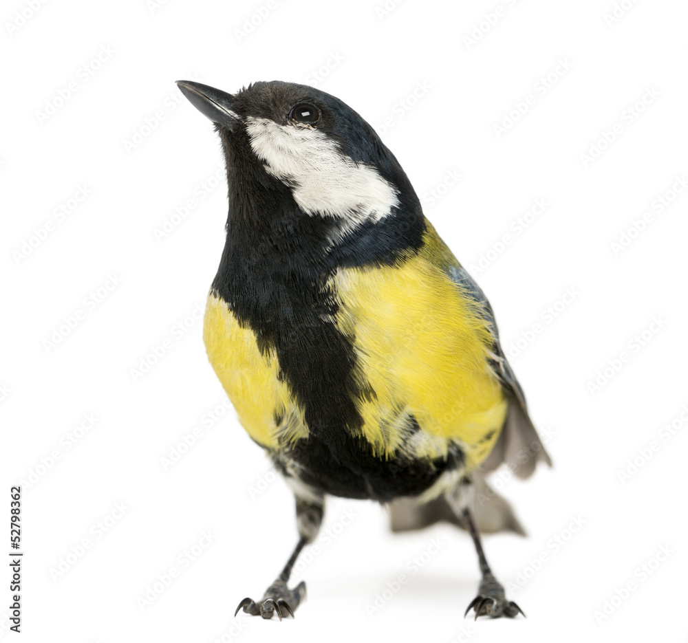 Fototapeta premium Male great tit looking up, Parus major, isolated on white