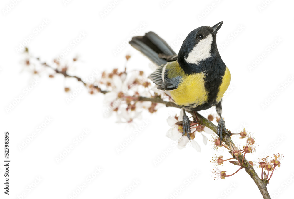 Naklejka premium Male great tit on a flowering branch, looking up, Parus major