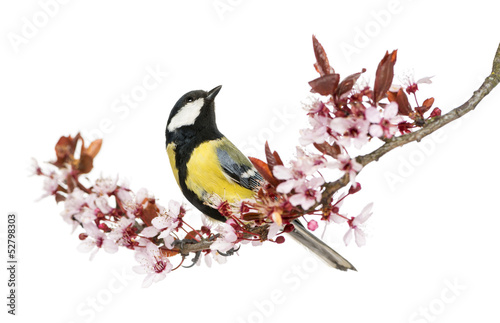 Male great tit looking up on a flowering branch, Parus major