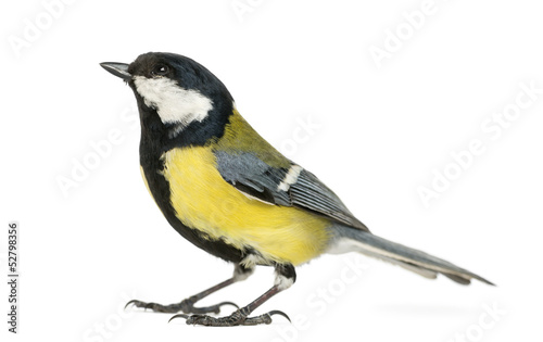 Male great tit looking up, Parus major, isolated on white