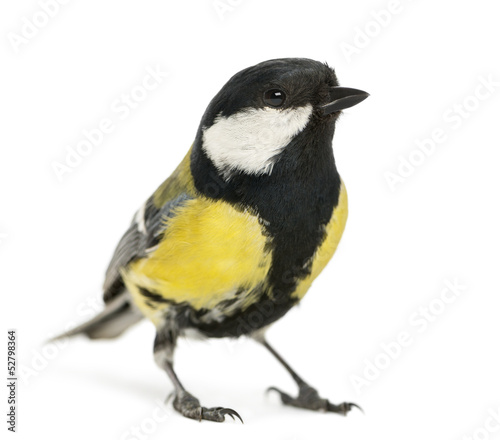 Male great tit, Parus major, isolated on white