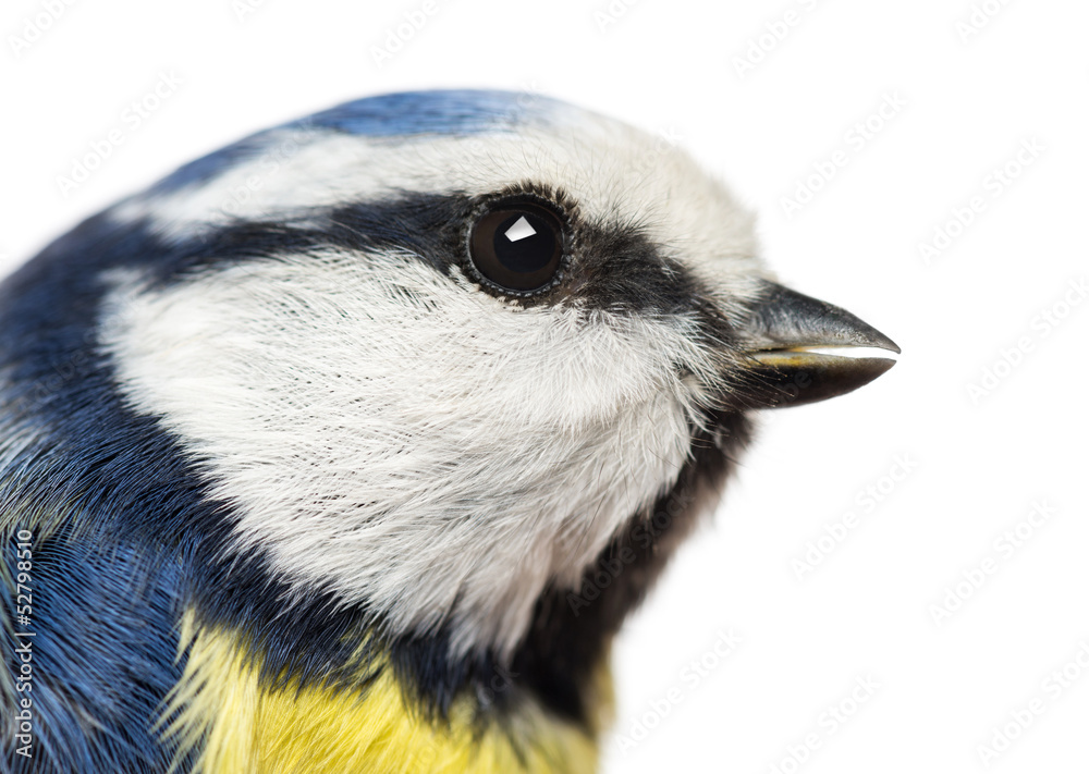 Fototapeta premium Close-up of a Blue Tit profile, Cyanistes caeruleus, isolated