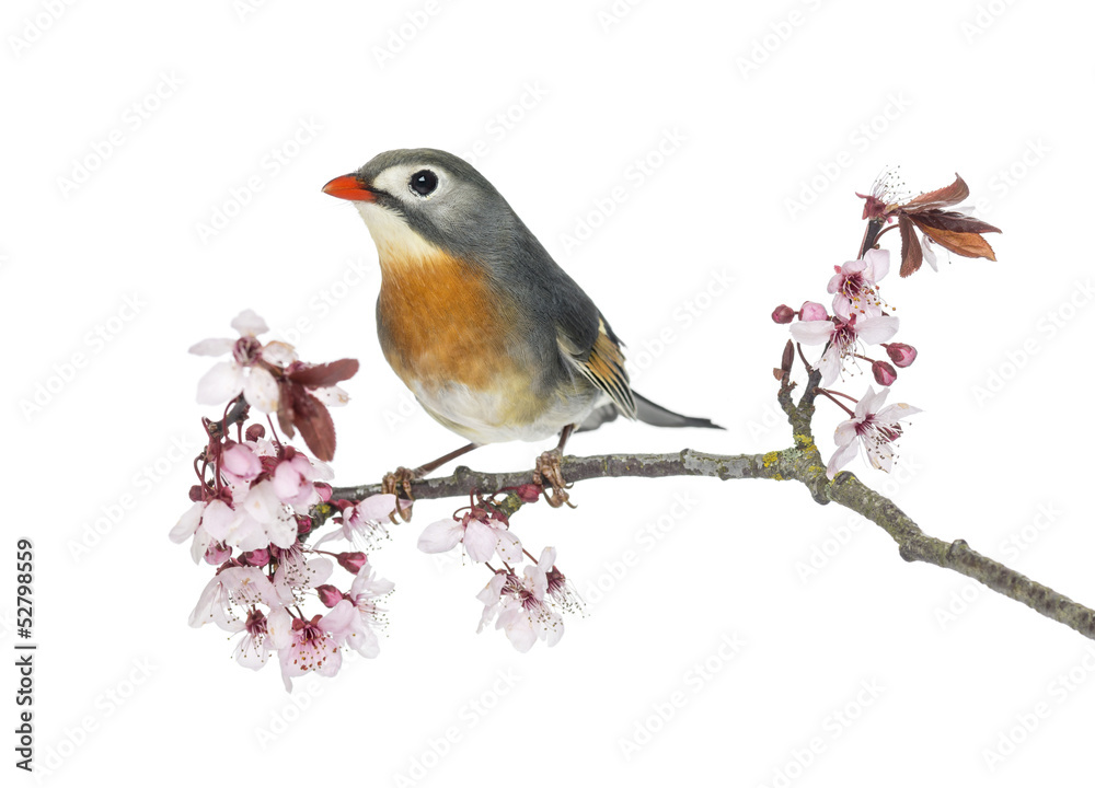 Red-billed Leiothrix (Leiothrix lutea), perched on a branch Red-billed Leiothrix (Leiothrix lutea), perched on a branch
