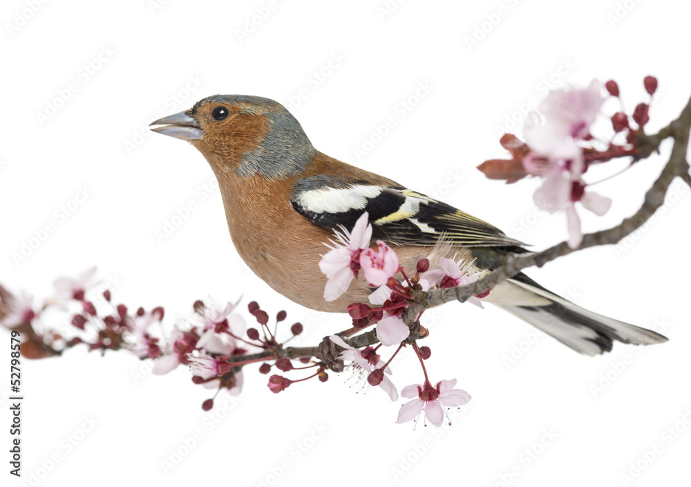 Fototapeta premium Common Chaffinch perched on branch, singing, isolated on white