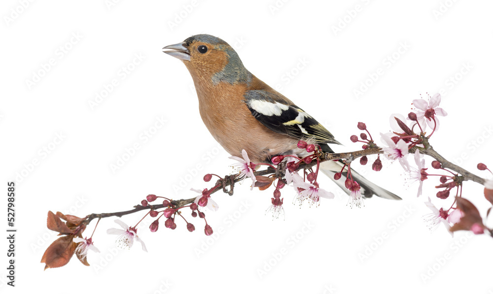 Common Chaffinch perched on branch, singing, isolated on white Common Chaffinch perched on branch, singing, isolated on white
