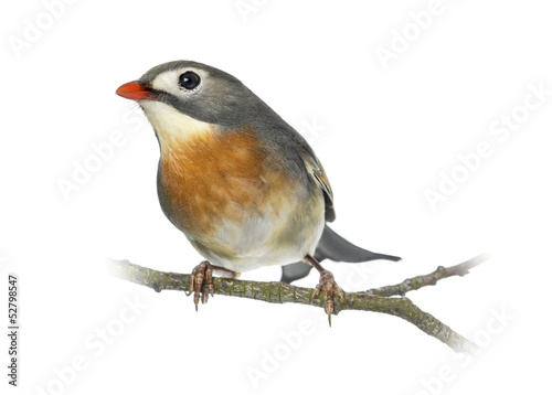 Red-billed Leiothrix (Leiothrix lutea), perched on a branch © Eric Isselée