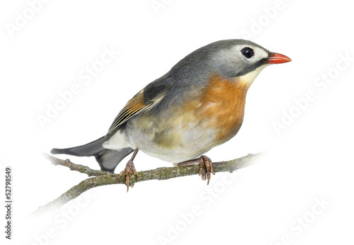 Red-billed Leiothrix (Leiothrix lutea), perched on a branch