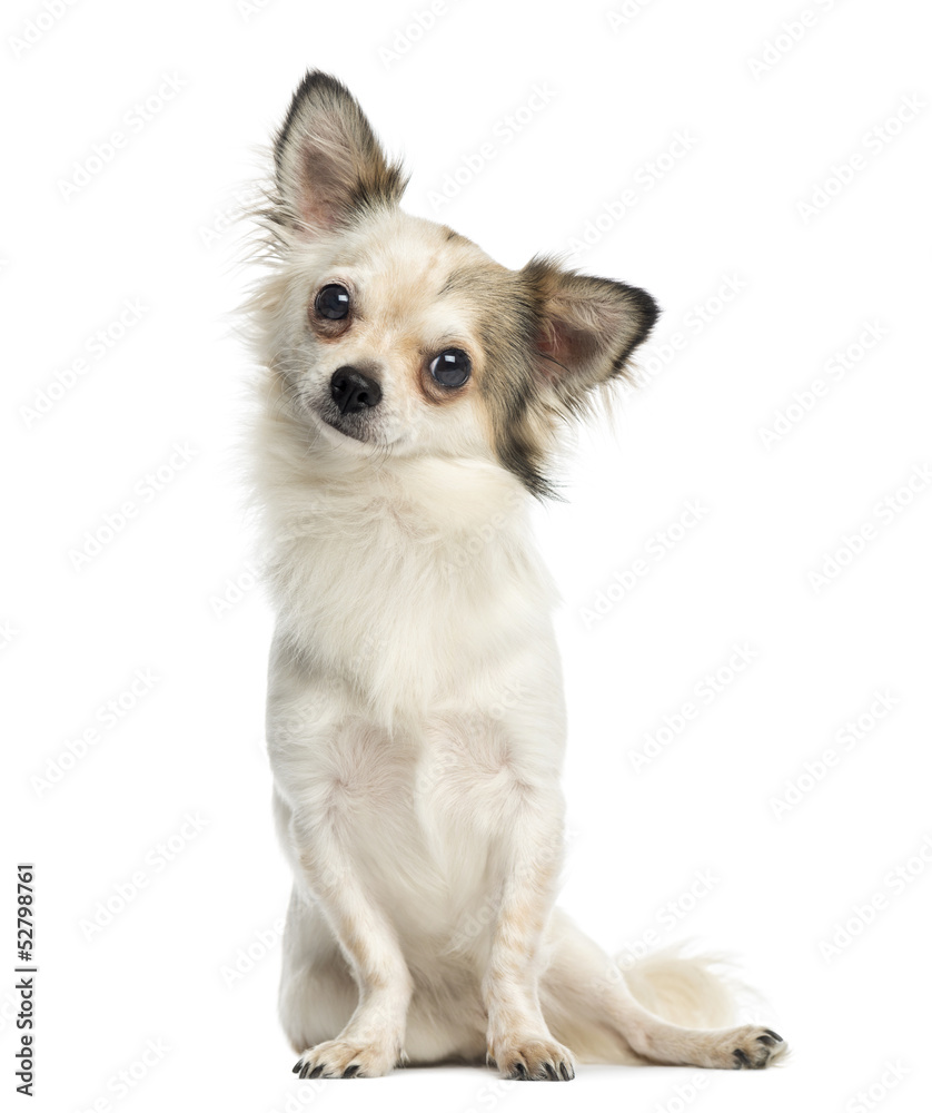 Chihuahua sitting and facing, 1 year old, isolated on white