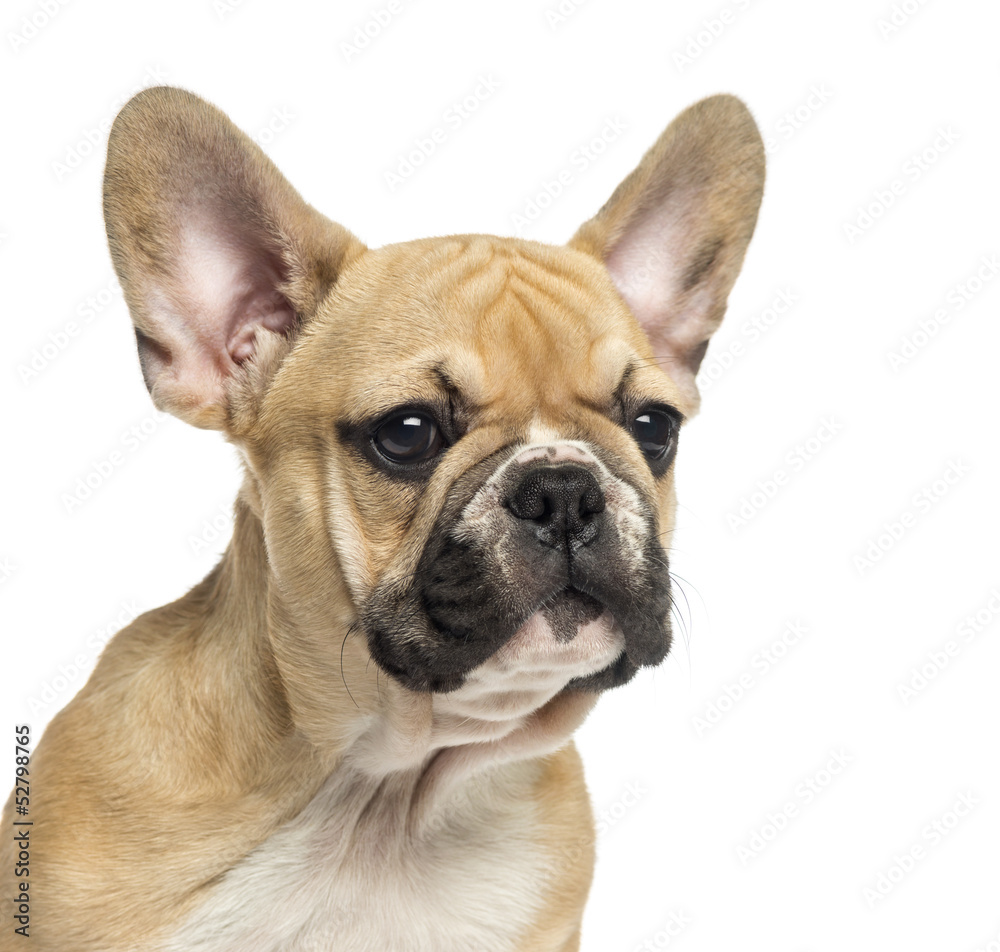 Close-up pf a French Bulldog puppy, 3 months old, isolated