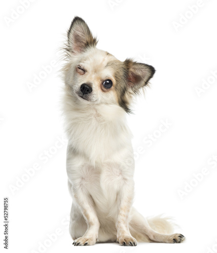 Fototapeta Naklejka Na Ścianę i Meble -  Chihuahua sitting, facing, blinking, 1 year old, isolated