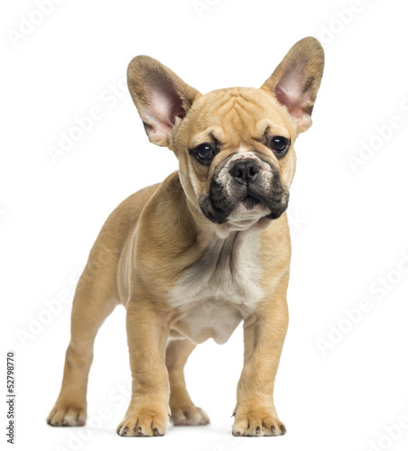 French Bulldog puppy standing, looking at the camera