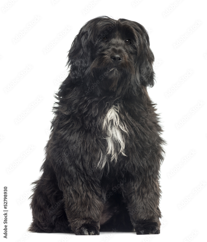 Tibetan Terrier sitting, 8 months old, isolated on white