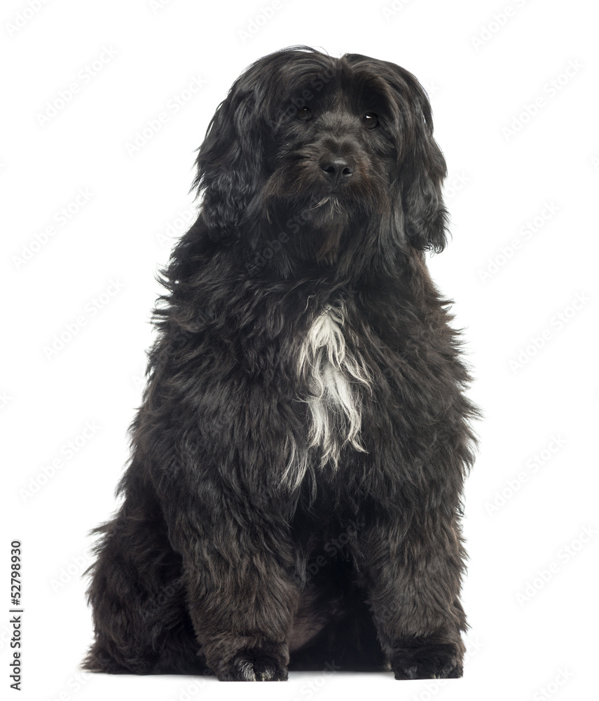Tibetan Terrier sitting, 8 months old, isolated on white Tibetan Terrier sitting, 8 months old, isolated on white