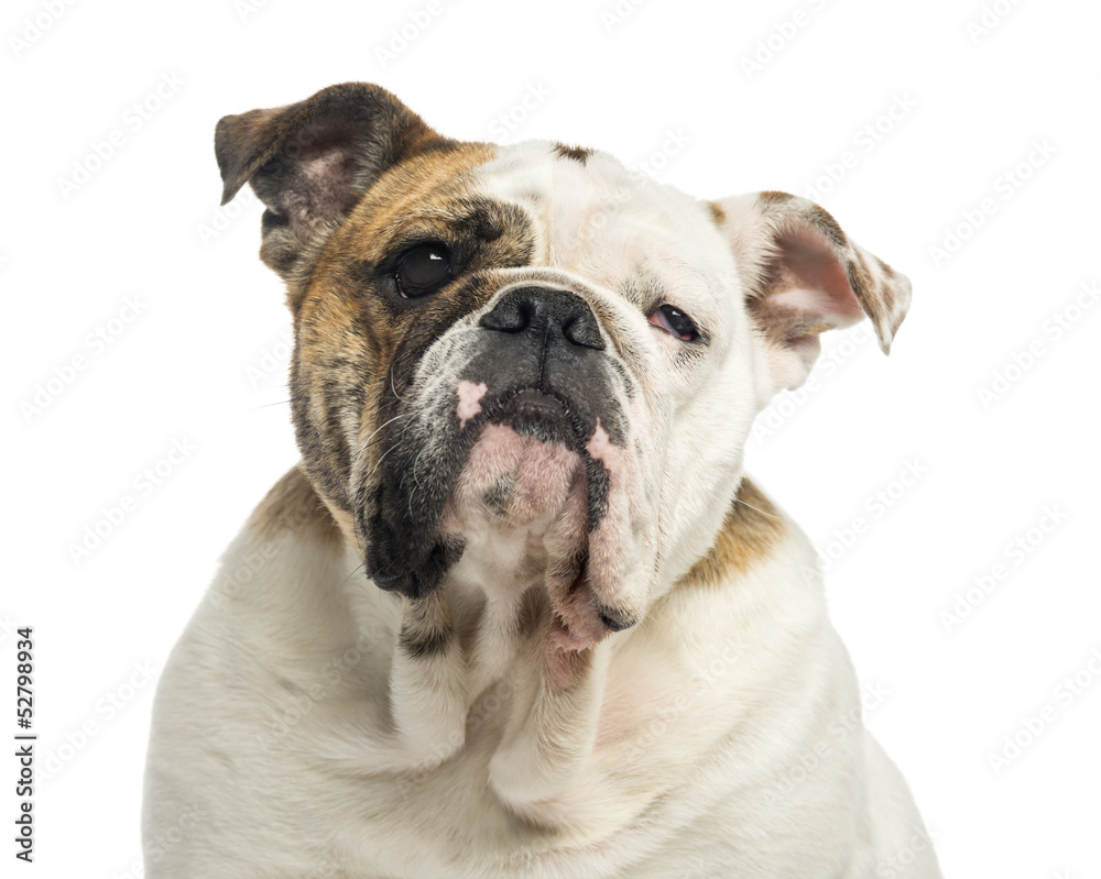 Close-up of an English Bulldog, 1 year old, isolated on white