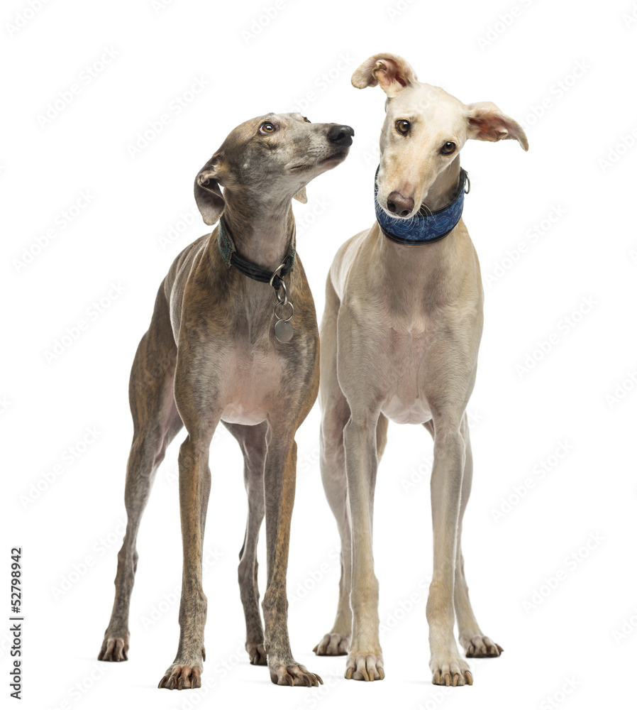 Two Spanish Galgo standing, 6 years old, isolated on white Two Spanish Galgo standing, 6 years old, isolated on white