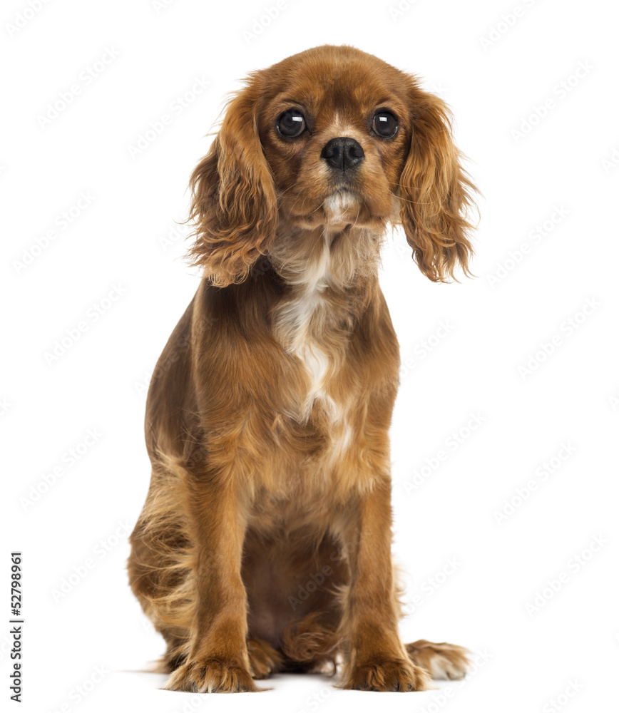 Cavalier King Charles Spaniel puppy sitting, facing Cavalier King Charles Spaniel puppy sitting, facing