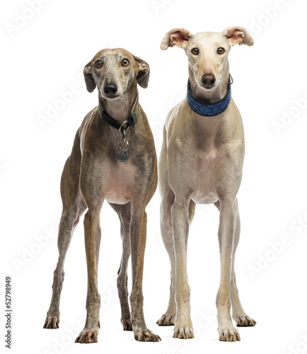 Two Spanish Galgo standing  6 years old  isolated on white