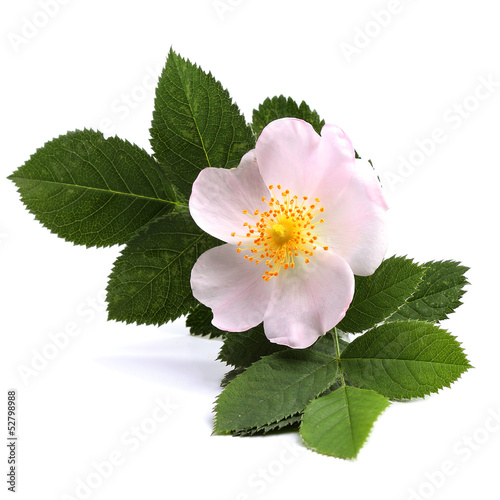 Flower of dog rose isolated on white