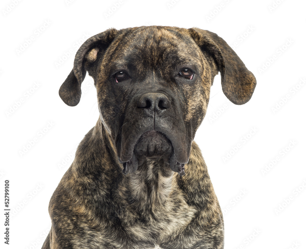 Close-up of a Cane Corso, 8 months old, isolated on white