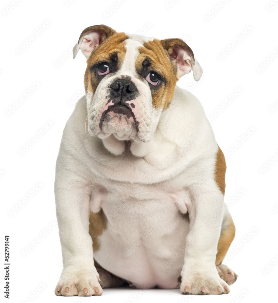 English Bulldog puppy sitting, looking desperate, 4 months old