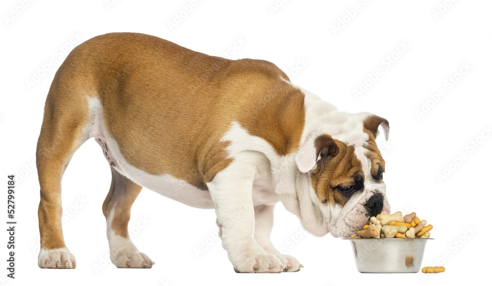 English Bulldog puppy eating from a bowl full of biscuits