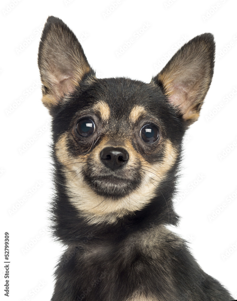 Close-up a Chihuahua, isolated on white