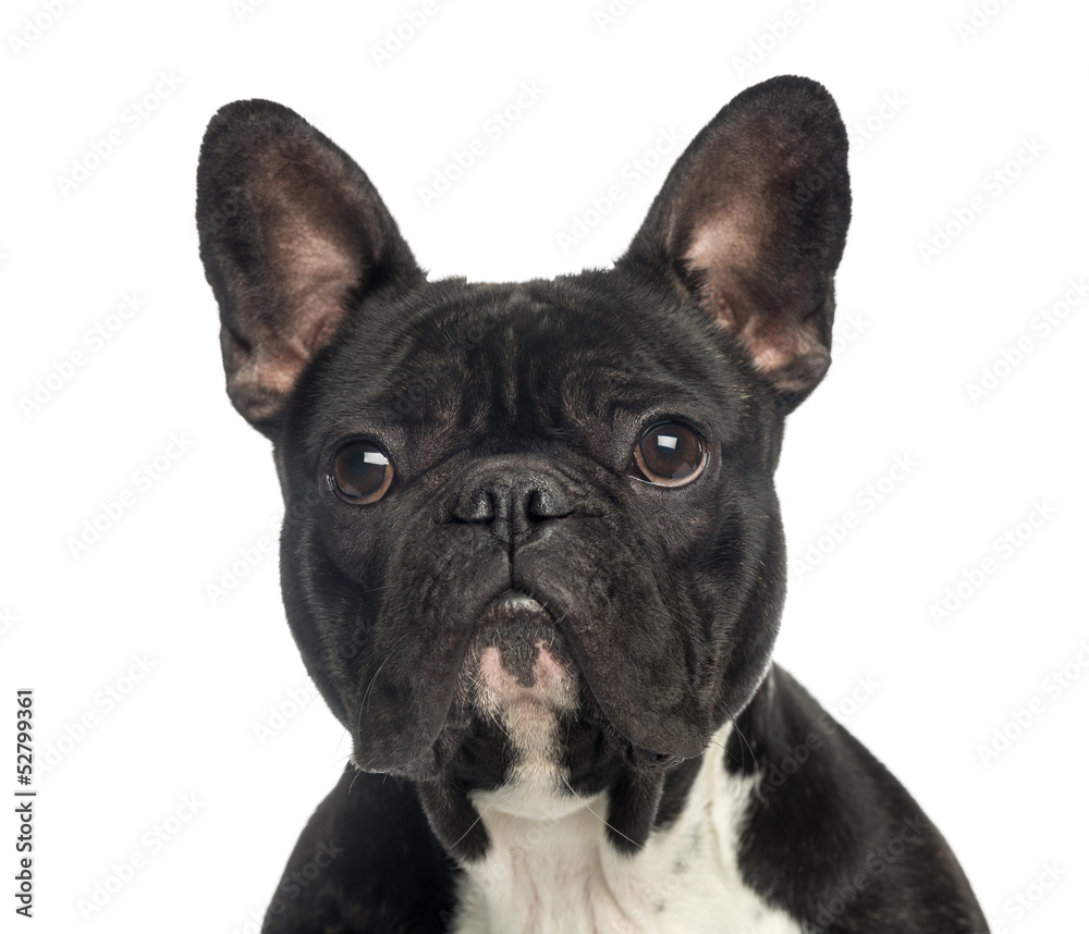 Close-up of a French Bulldog, 2 years old, isolated on white