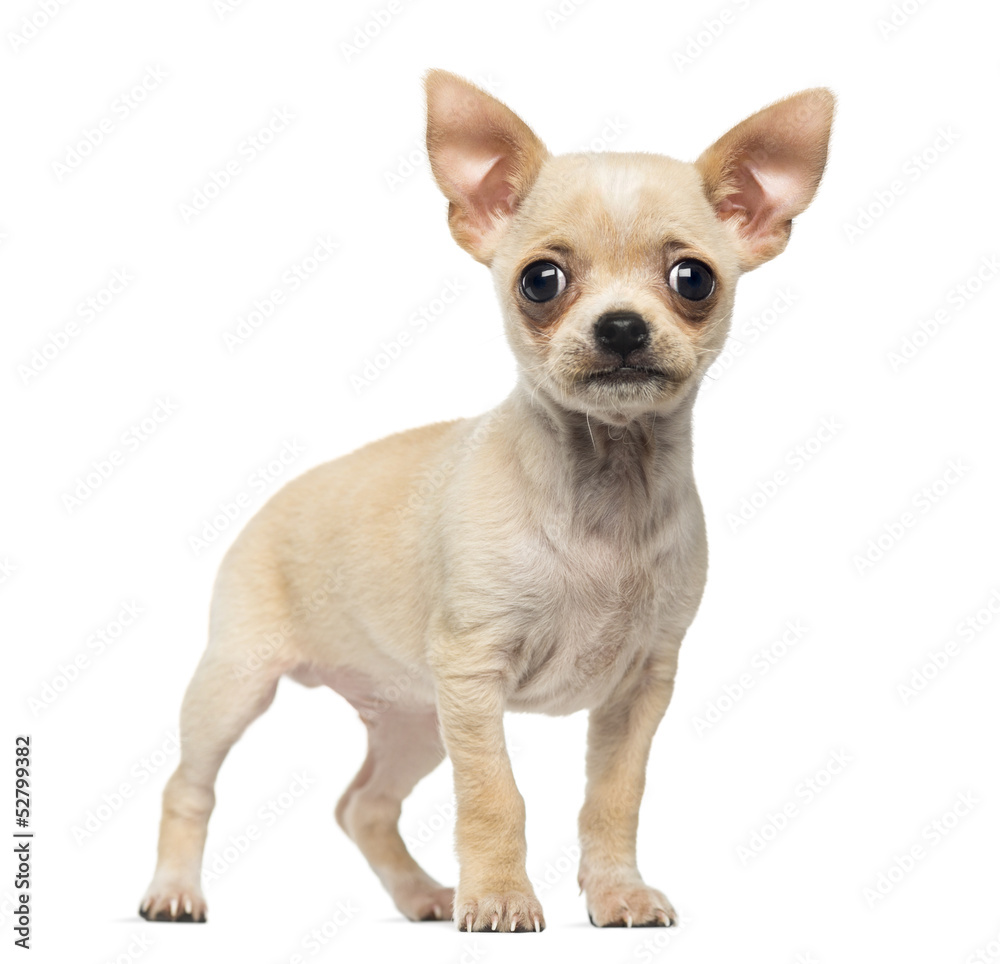 Chihuahua puppy standing, looking at the camera, isolated
