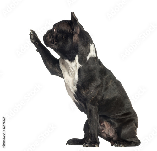 Fototapeta Naklejka Na Ścianę i Meble -  Side view of a French Bulldog pawing up, isolated