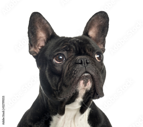 Close-up of a French Bulldog looking up, 2 years old, isolated © Eric Isselée
