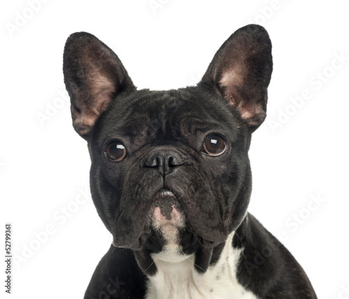 Close-up of a French Bulldog, 2 years old, isolated on white © Eric Isselée