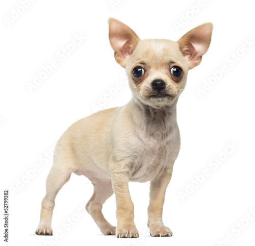 Chihuahua puppy standing  looking at the camera  isolated
