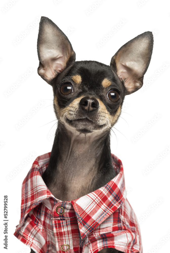 Close-up of a Chihuahua wearing a shirt, 18 months old, isolated