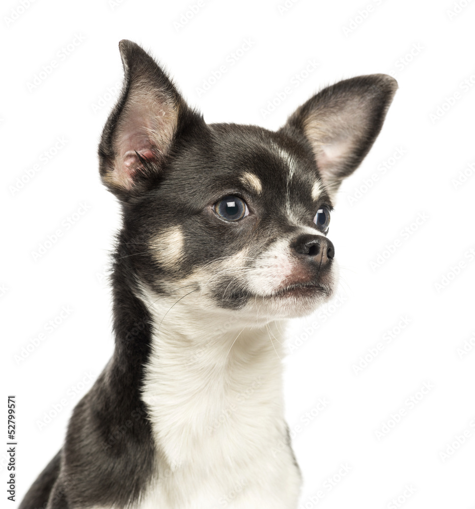 Close-up of a Chihuahua, 7 months old, isolated on white