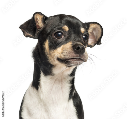 Close-up of a Chihuahua puppy, 6 months old, isolated on white