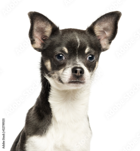 Close-up of a Chihuahua looking at tha camera, 7 months old © Eric Isselée