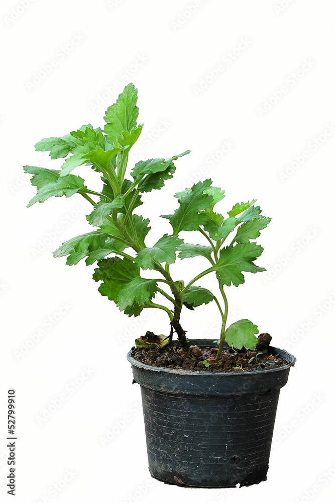 Flower seedlings from the nursery.