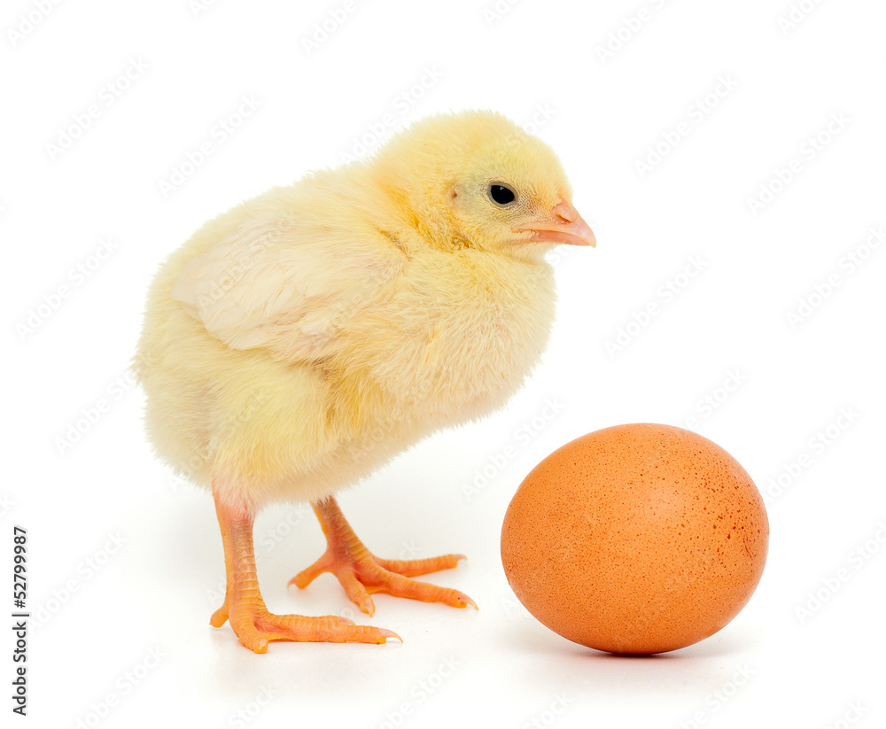baby chicken and brown egg