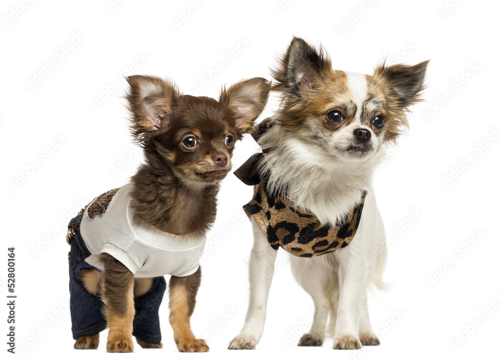 Dressed up Chihuahua puppies standing, 3 and 9 months old