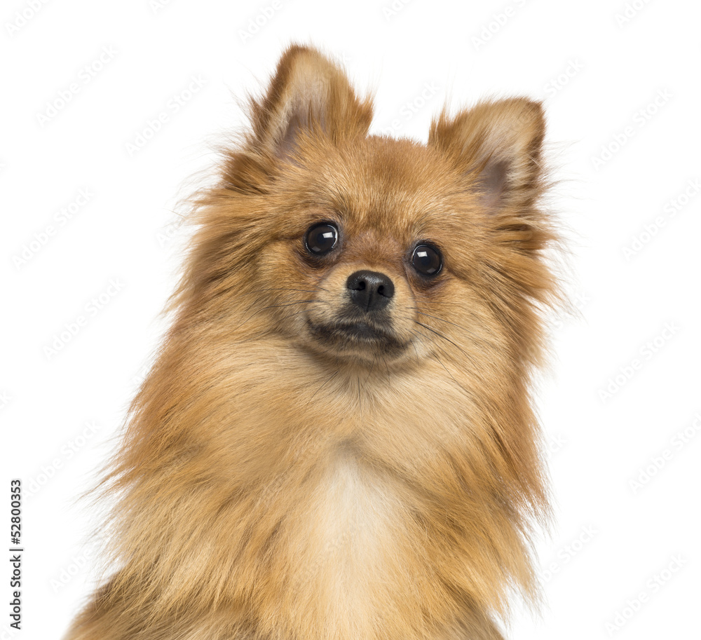 Close-up of a German Spitz, 1 year old, isolated on white