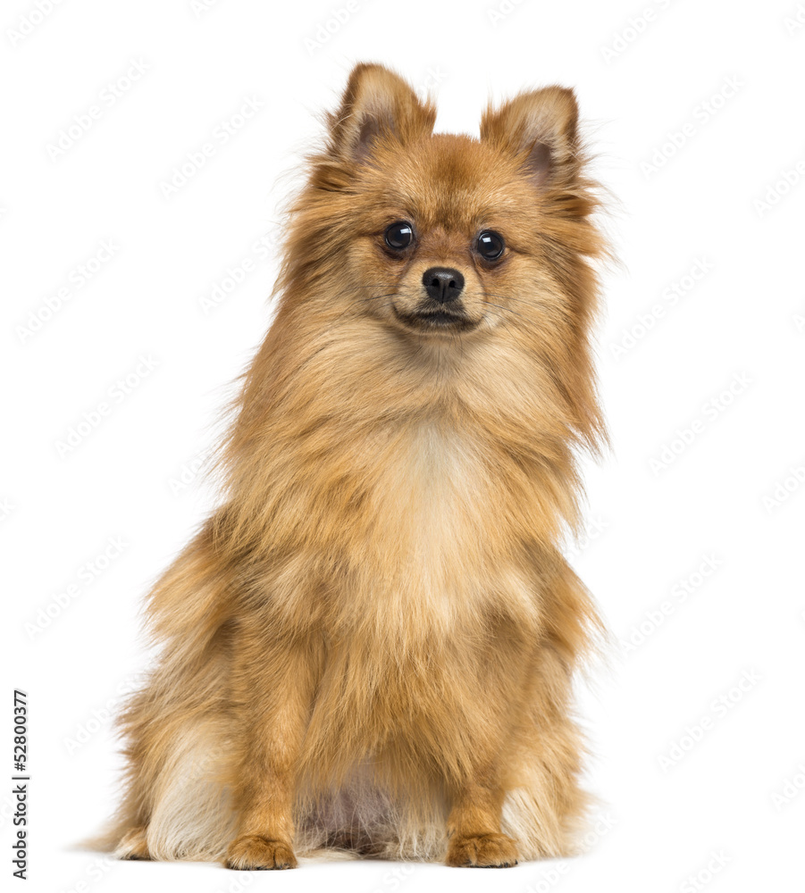 German Spitz sitting, looking at the camera, 1 year old German Spitz sitting, looking at the camera, 1 year old