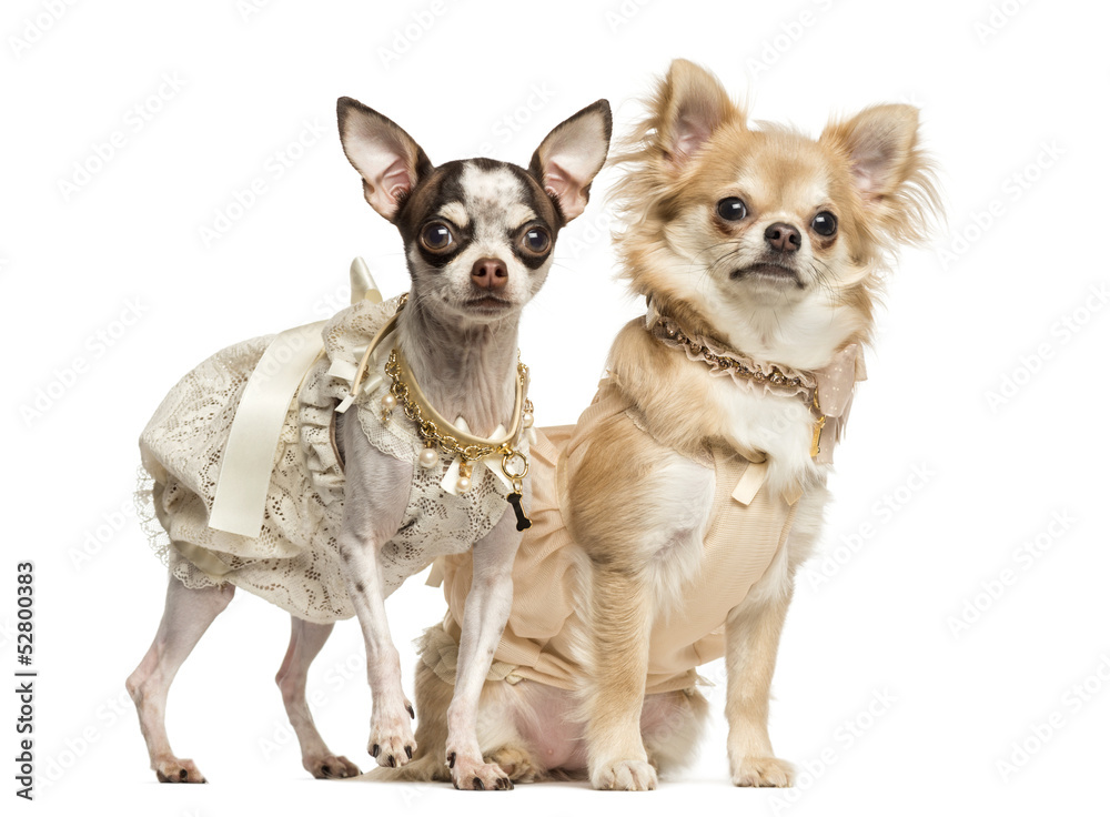 Two dressed-up Chihuahuas sitting and standing