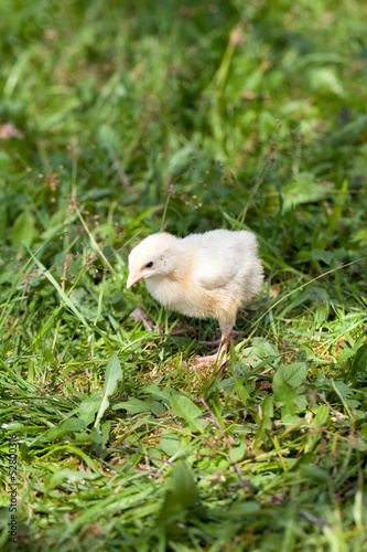 small chicks on grass
