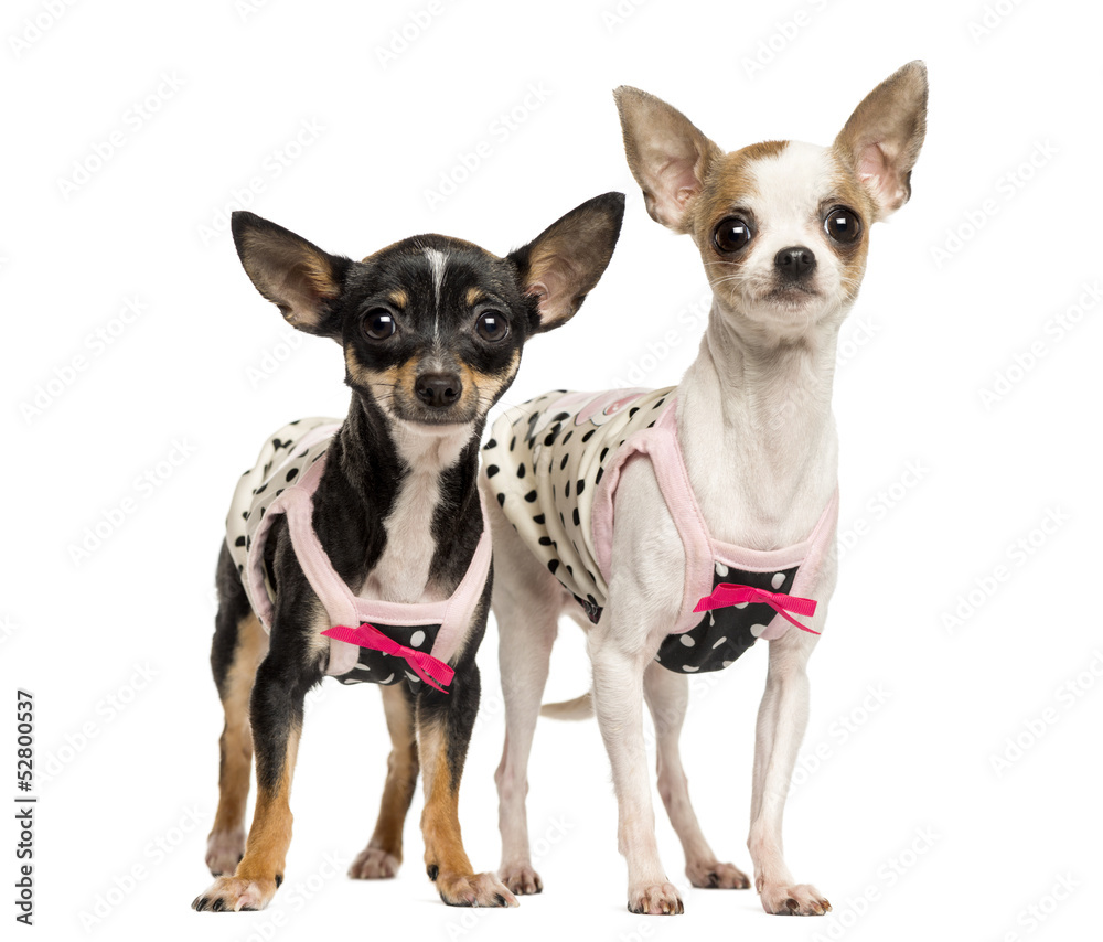 Two dressed up Chihuahuas standing, 1 and 4 years old