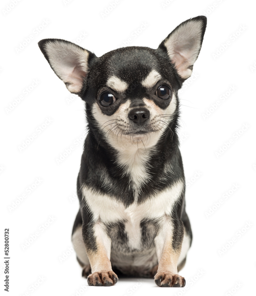 Chihuahua sitting, looking at the camera, 7 months old, isolated