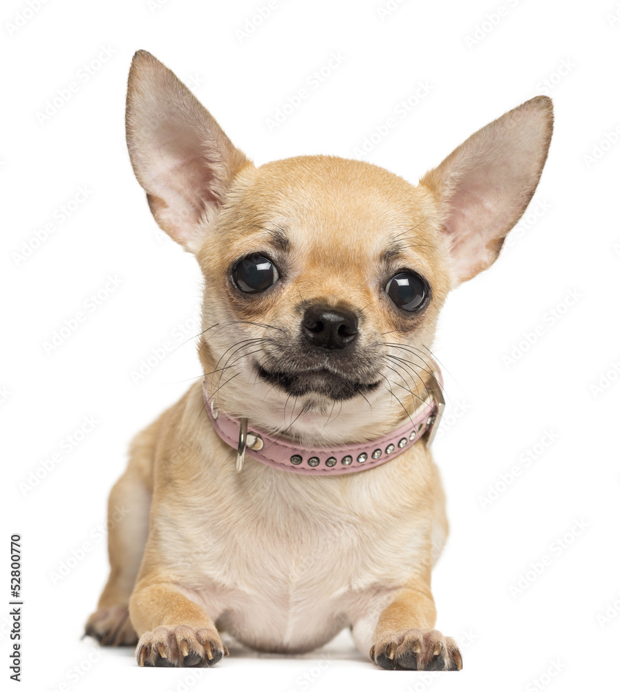 Chihuahua lying, looking at the camera, 10 months old, isolated
